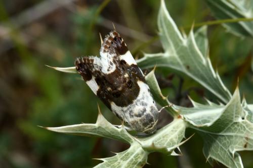 Réf. 188 412 : Acontia lucida